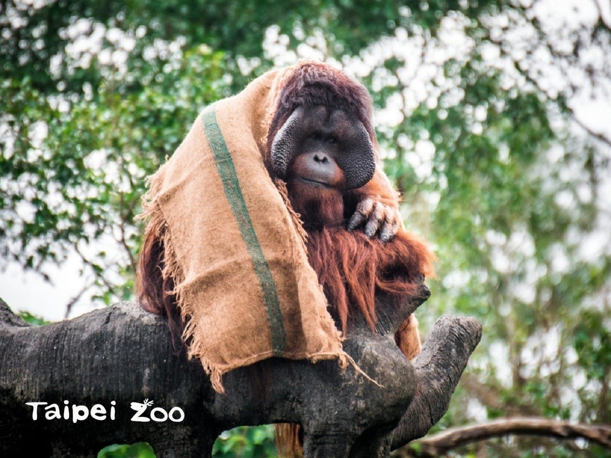 紅毛猩猩披上小毯毯禦寒。（圖／台北市立動物園提供）