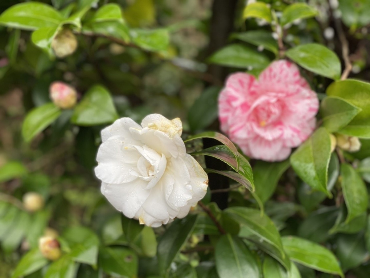 （圖／北市府工務局公園路燈工程管理處）