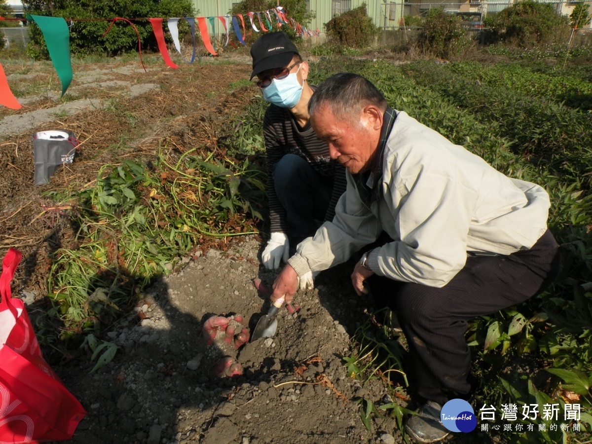 挖開土全是地瓜。林重鎣攝