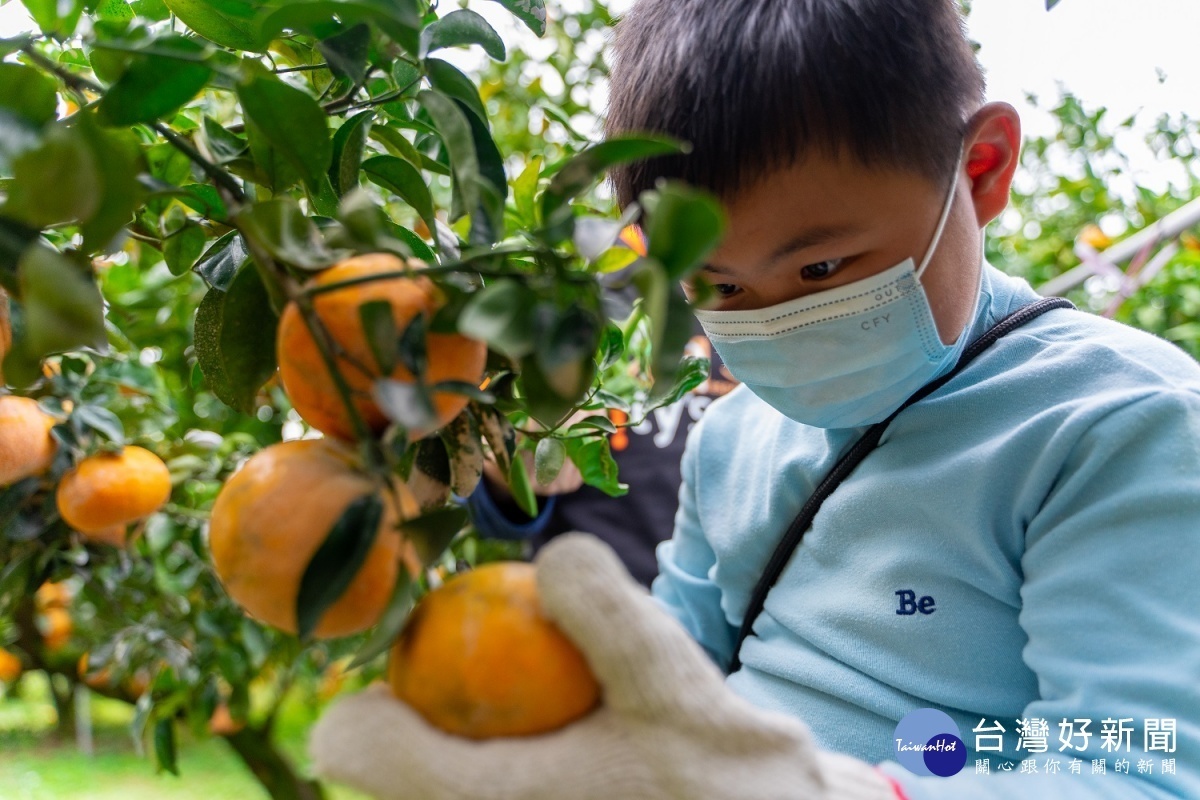 中原大學與city'super邀請失親兒基金會苗栗服務處的小朋友來到卓蘭體驗當季茂谷柑採果活