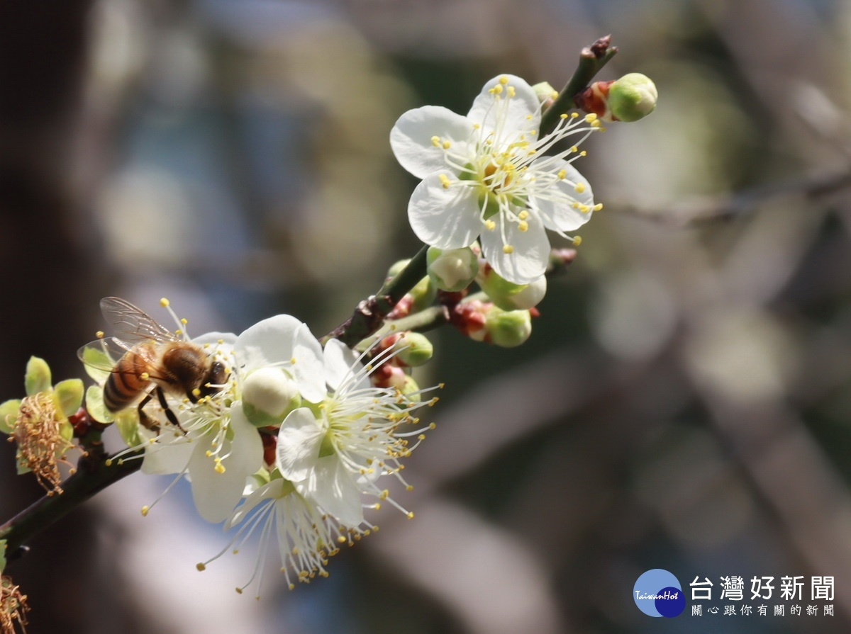 今年梅花朵明顯嬌小但香氣不減。（記者扶小萍攝）