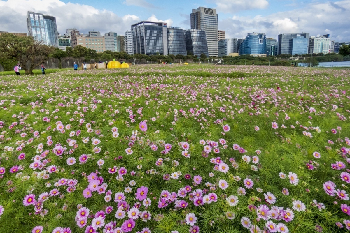 美堤河濱公園的大波斯花海唯美奔放(圖/台北市水利處提供)