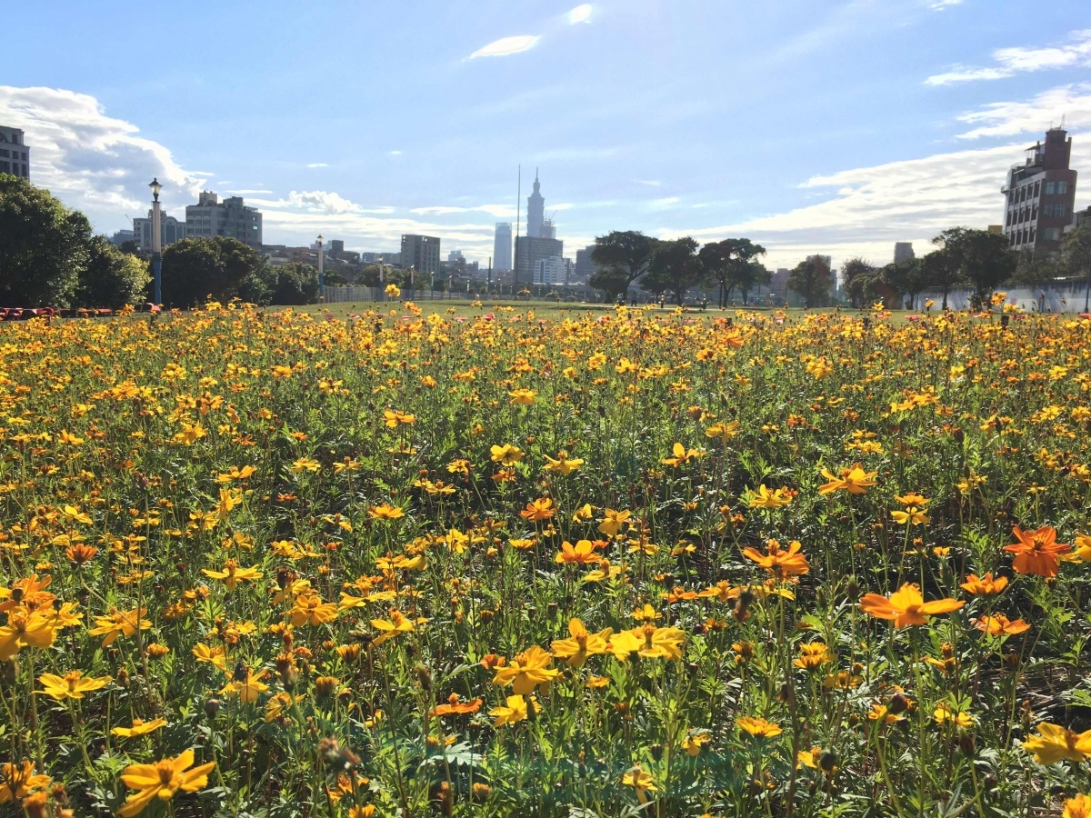 成美右岸河濱公園黃波斯花海綻放(圖/台北市水利處提供)