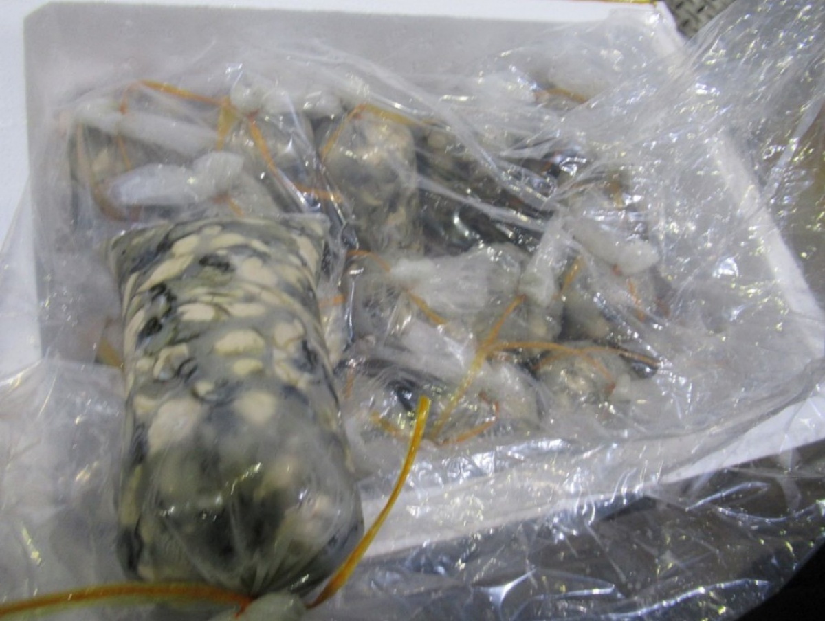 衛福部食藥署2日公布最新一批邊境查驗不合格名單,竟出現3間不同公司進口的三批越南進口生蚵,被檢出帶有諾羅病毒、A型肝炎病毒等病毒,目前食藥署依相關規定,將三批共525公斤的問題越南生蚵退運或銷毀,未流入至市面上。(圖/衛福部食藥署)