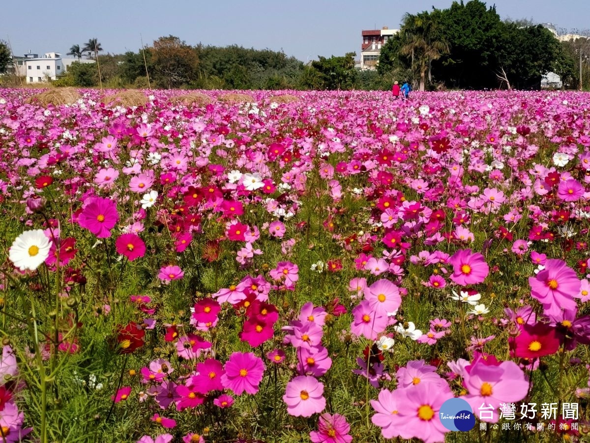 彰草路花海五彩繽紛，迎風搖曳、花開正美！圖／記者鄧富珍攝