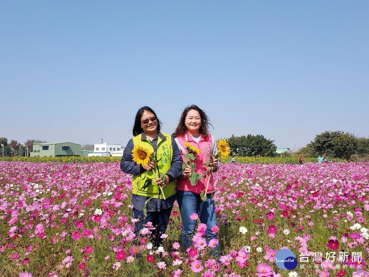 在彰草路123巷入口旁農田（金馬路與彰草路交叉路口進去）花海，供民眾拍照當網美。圖／記者鄧富珍攝