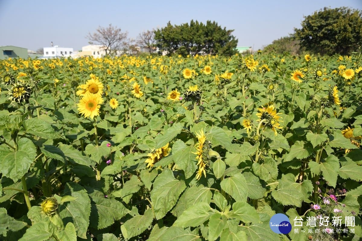 在彰化市磚磘里除了波斯菊盛開也有向日葵美麗的花朵。