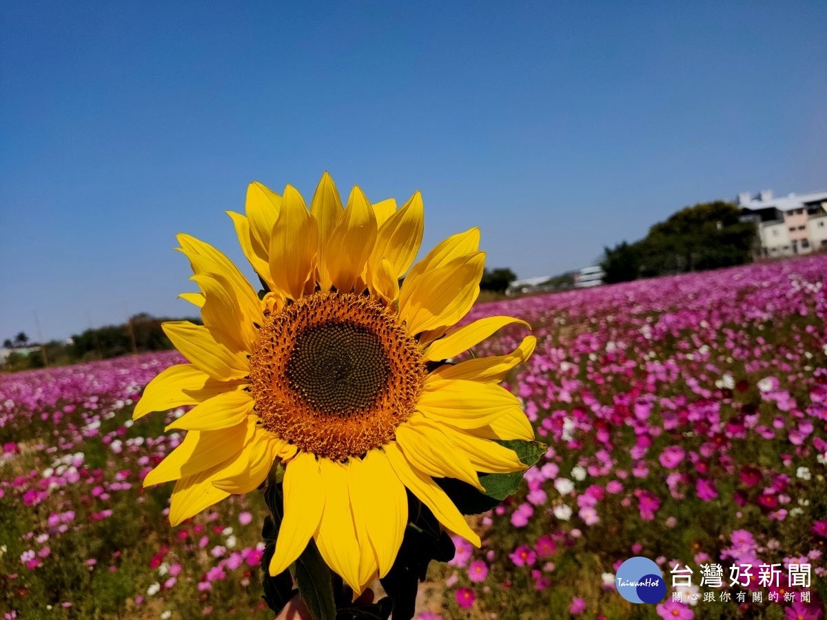 在彰化市磚磘里除了波斯菊盛開也有向日葵美麗的花朵。圖／記者鄧富珍攝