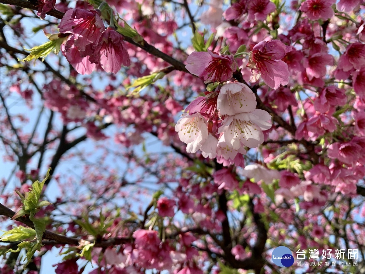春遊療癒秘境 緋櫻花畔內厝溪