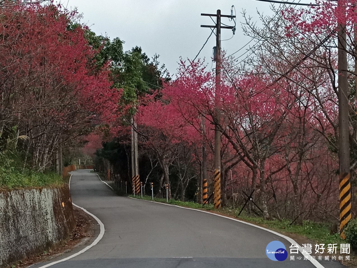 櫻花盛開 梅李花綻放春節出遊賞花祈福首選參山 台灣好新聞taiwanhot Net