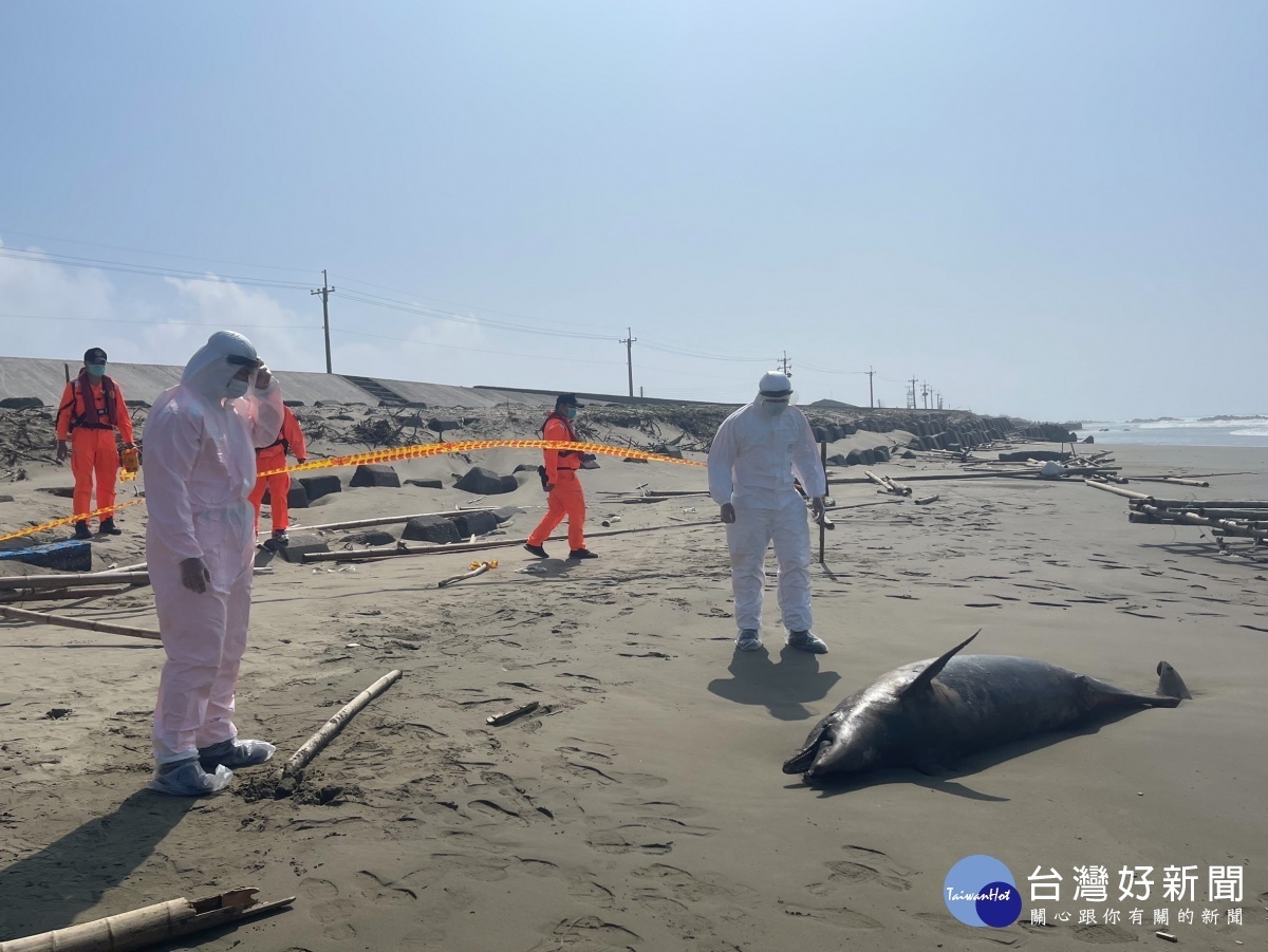布袋鎮好美里沙灘傳出嘉義地區第1起鯨豚死亡案件／陳致愷翻攝