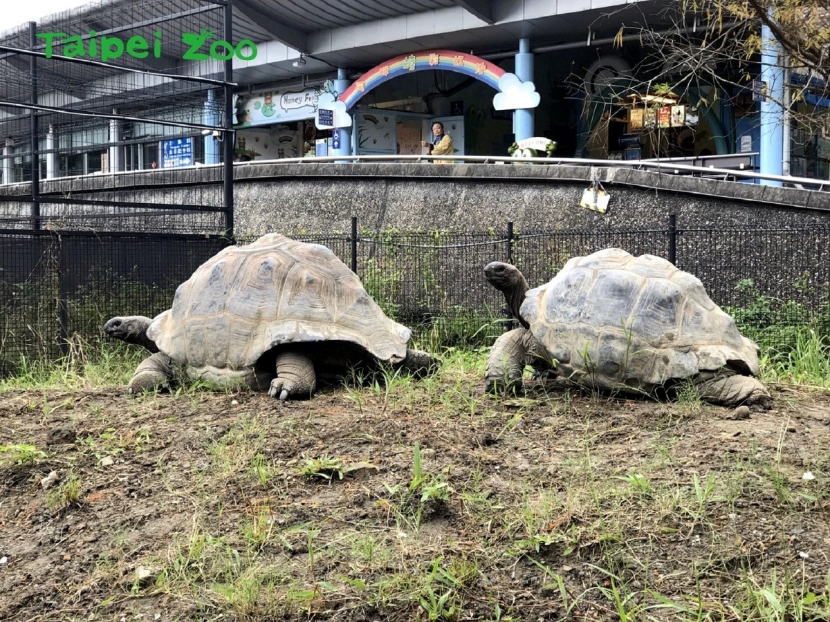 （圖／台北市立動物園）