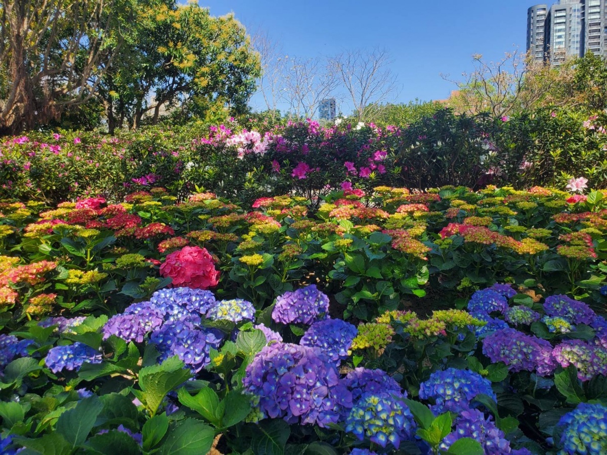 繡球花與杜鵑爭豔(圖/台北市公園處提供)