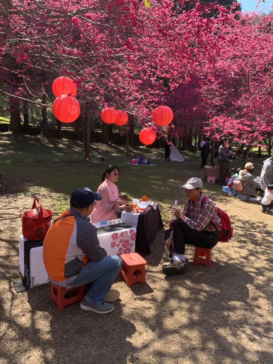 茶藝師齊聚一堂，擺下40席的茶席，泡好茶分享給來賞櫻的遊客。