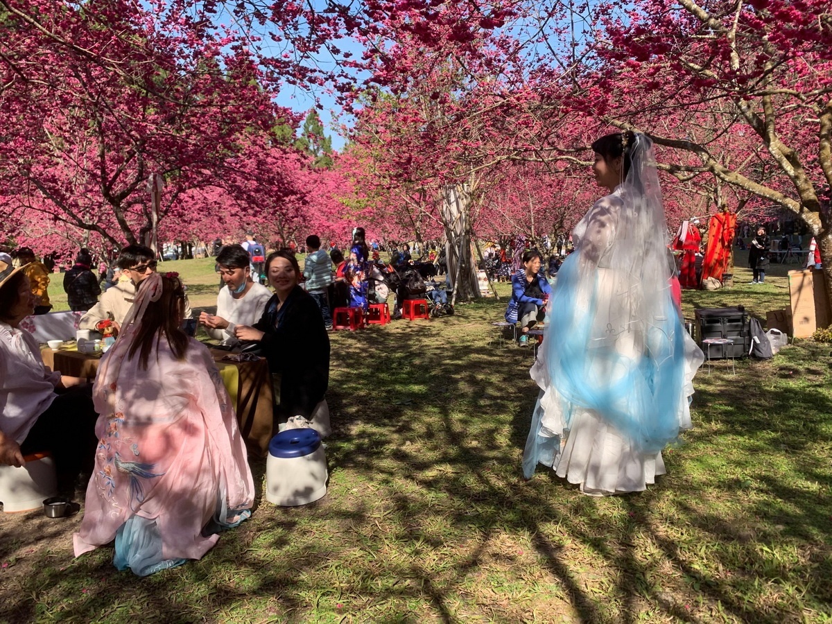 從湖南嫁來台灣台中的遊客，特地精心打扮一番前來賞櫻。