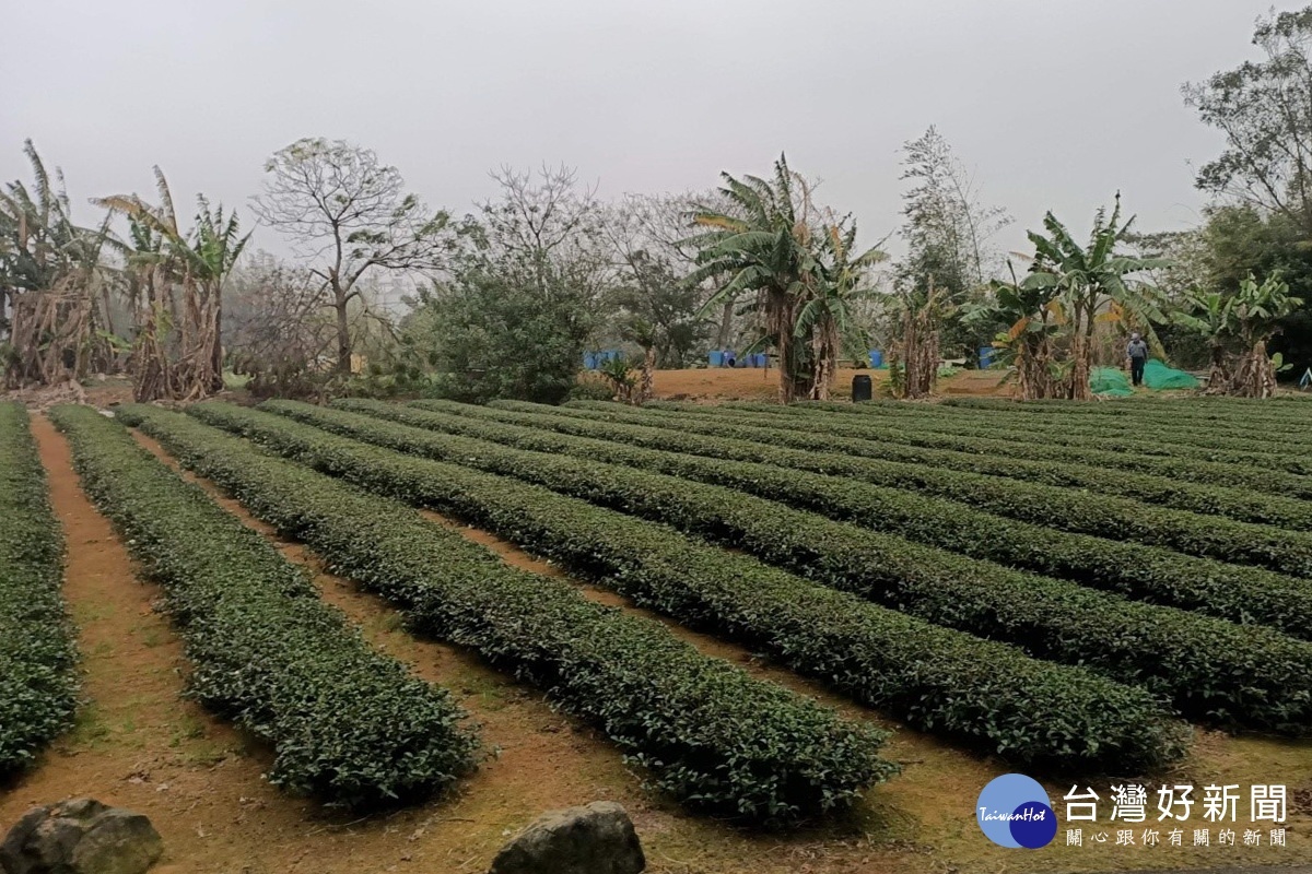 龍潭地區高低揚灌區(低揚黃泥塘區域)高經濟省水作物-茶樹栽培。