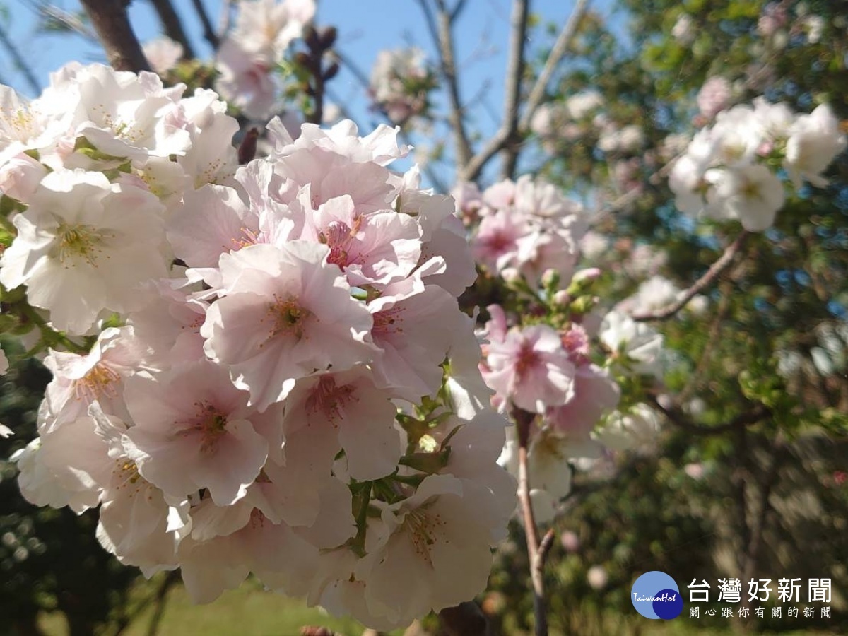 桃市八德區瑞源街櫻花綻放 花期至三月底歡迎民眾賞花