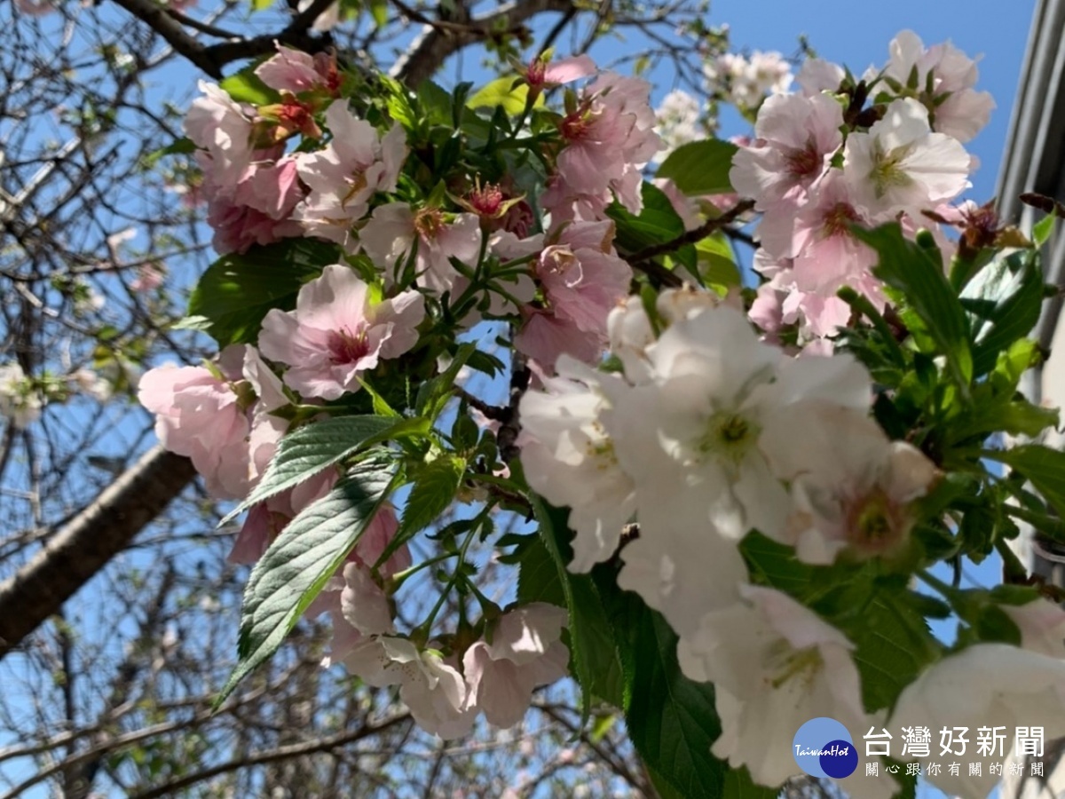 桃市八德區瑞源街櫻花綻放 花期至三月底歡迎民眾賞花
