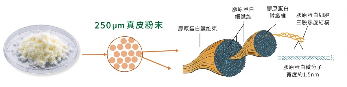 異體真皮粉的結構體,是由無數膠原蛋白纖維所纏繞、組合而成。(圖/粹究美學診所提供)