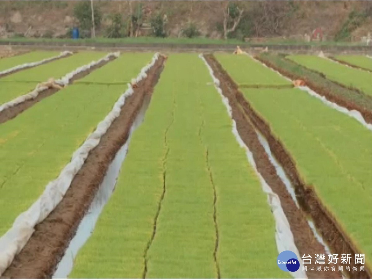 天不下雨農地被迫休耕　彰縣一期作未受重大影響