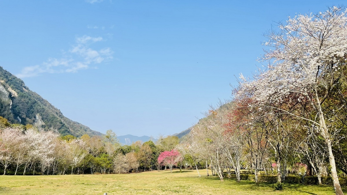 奧萬大霧社櫻綻出雪白花海。（南投林管處提供）