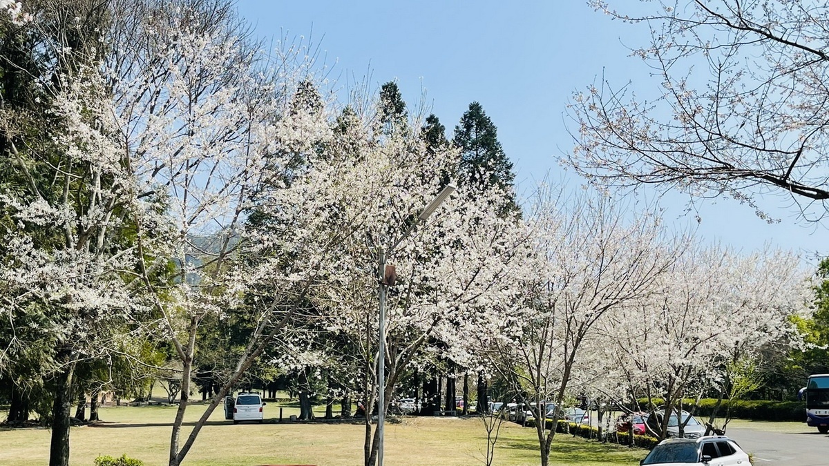 奧萬大霧社櫻綻出雪白花海。（南投林管處提供）