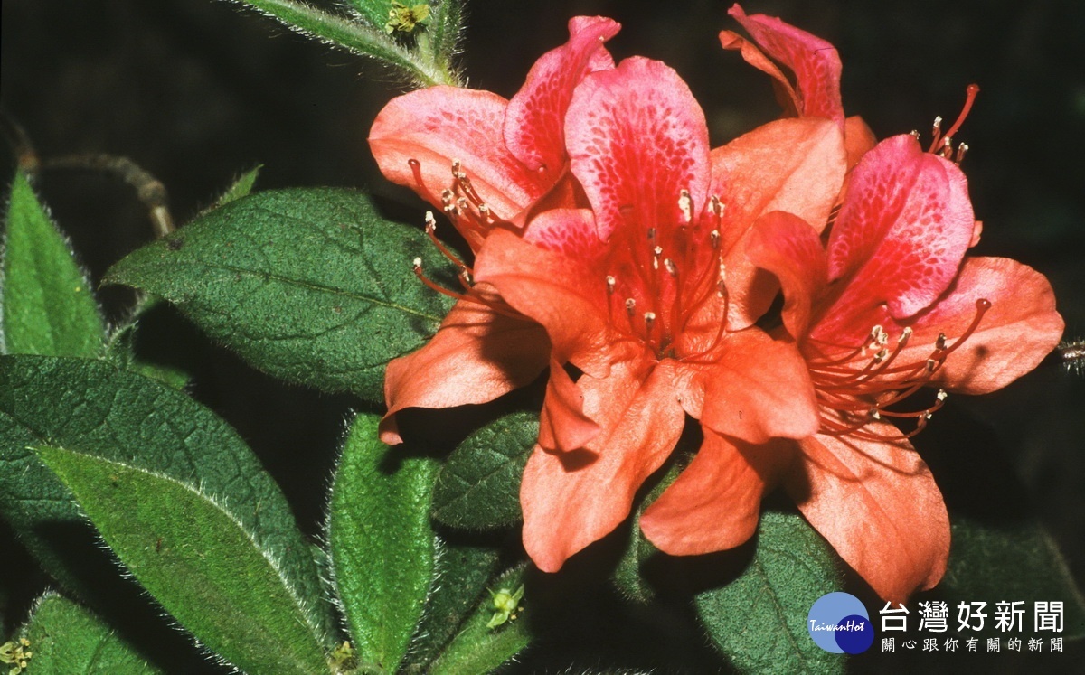 金毛杜鵑也是原生種花。（林管處提供）