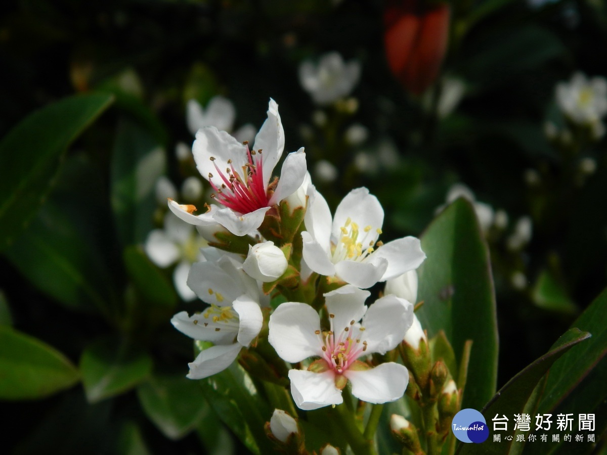 一張發票換一株。(林管處提供)