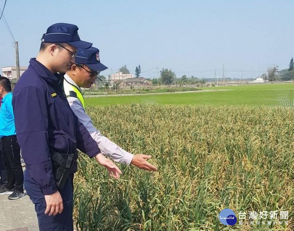 蒜頭產期將至，台西警分局為避免農民朋友心血結晶遭宵小覬覦，針對蒜頭農田及存放倉庫、加工廠等，加強巡邏密度等防竊作為。