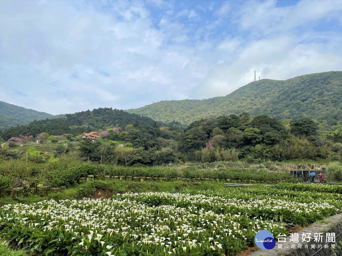 陽明山竹子湖海芋季 3月26日登場
