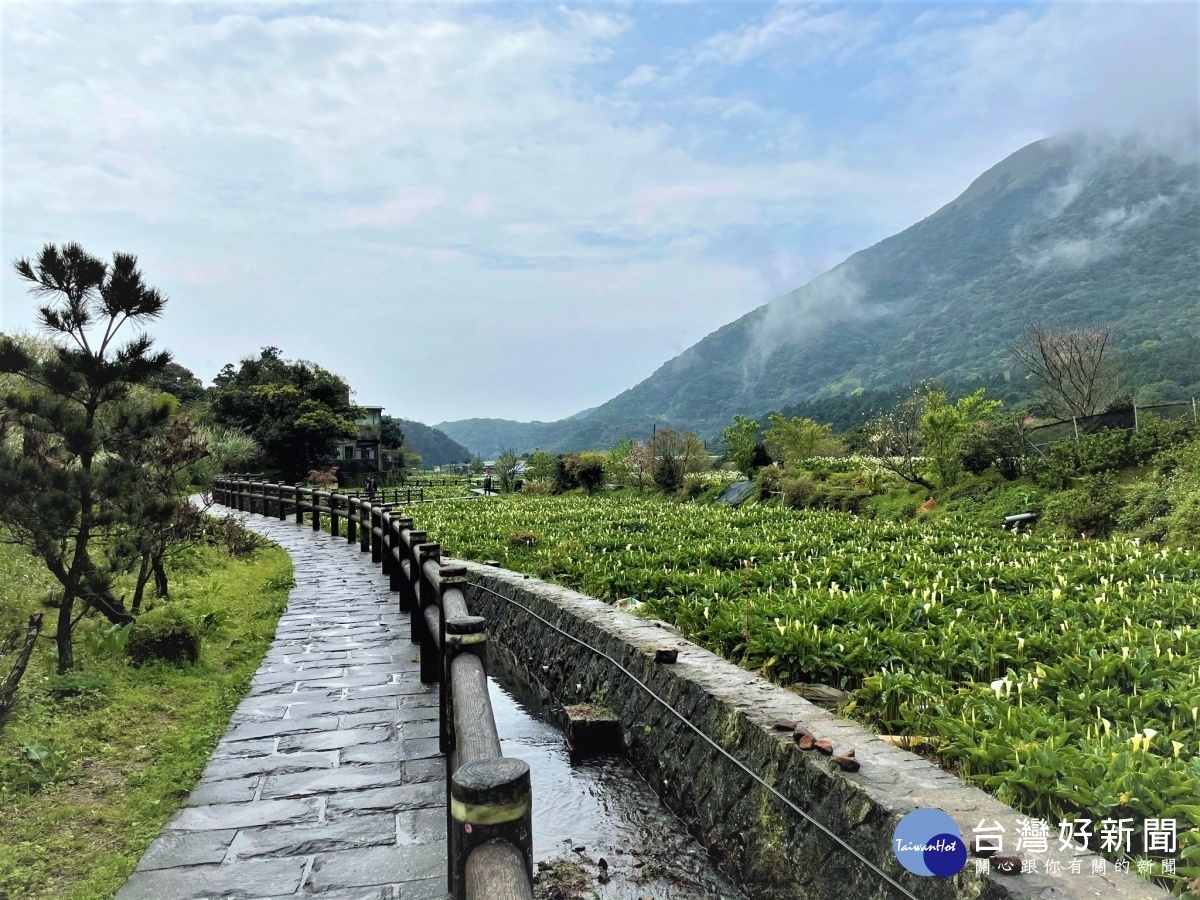 陽明山竹子湖海芋季 3月26日登場