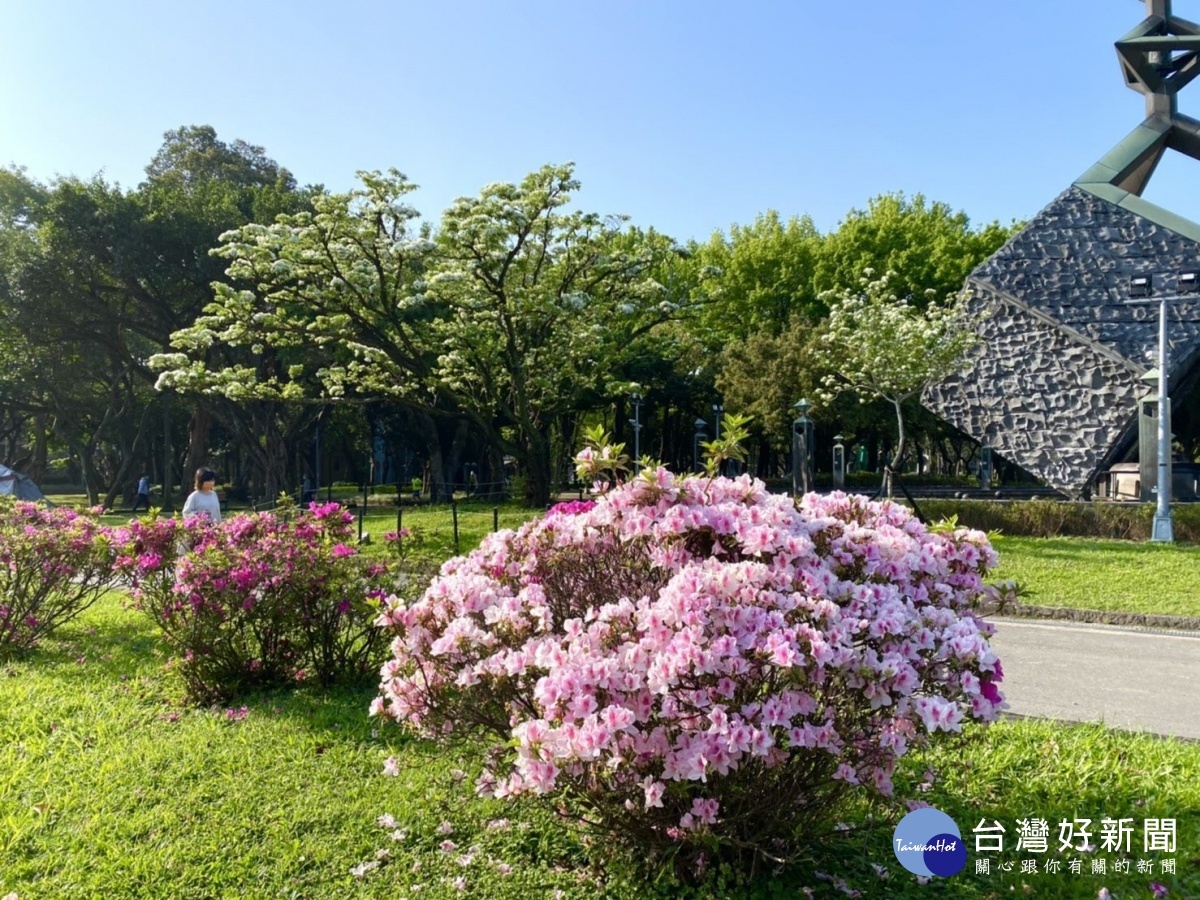 流蘇雪白的樹冠難得與奼紫嫣紅的杜鵑一齊同框