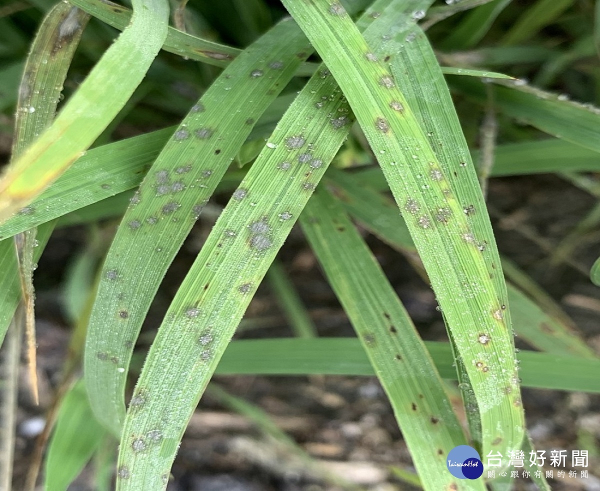 氣候適合水稻葉稻熱病發生　中部水稻葉稻熱病發生警報