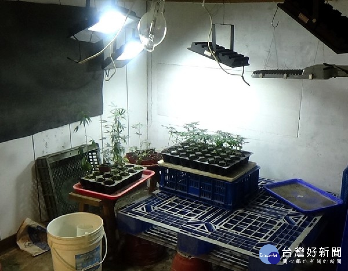 雲林地檢署聯合臺西警分局等共組專案小組，至麥寮鄉之水產養殖場等處所，查扣大麻活株及乾燥大麻花等證物，當場逮捕周姓被告。