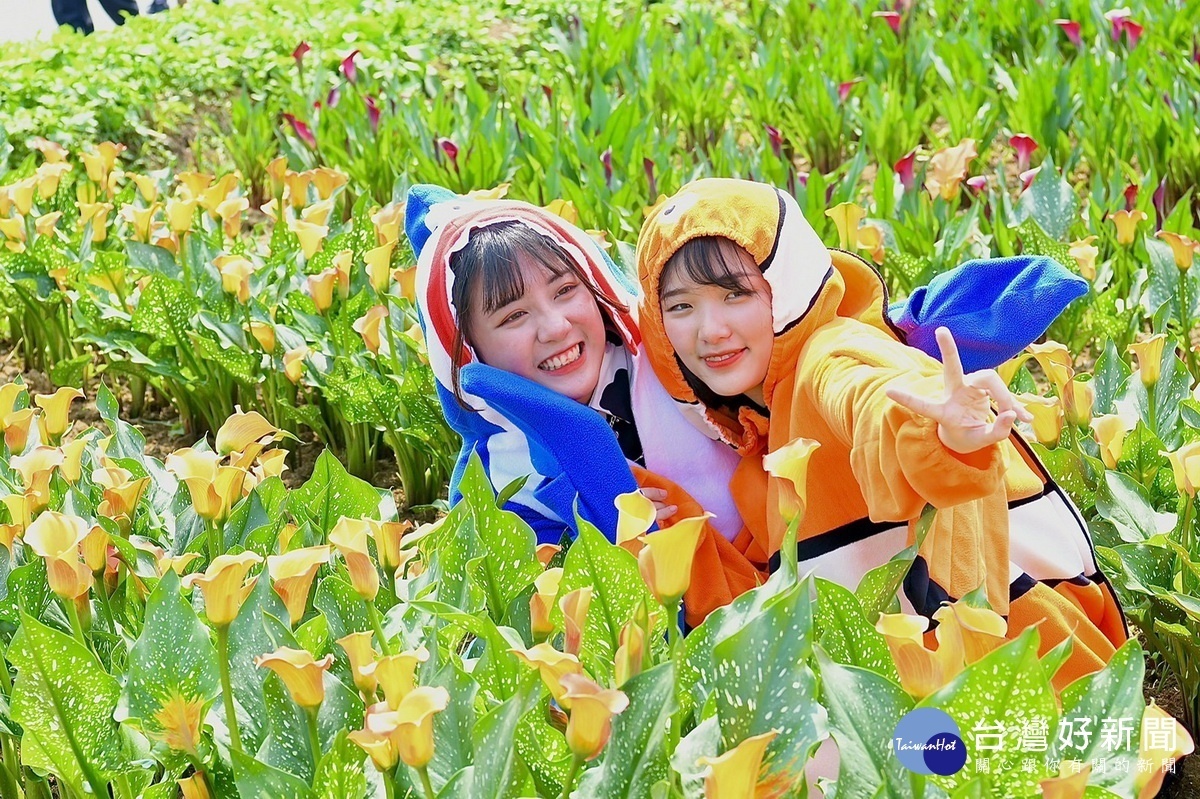 「2021桃園彩色海芋季」開幕首日即吸引大批遊客前往賞花。