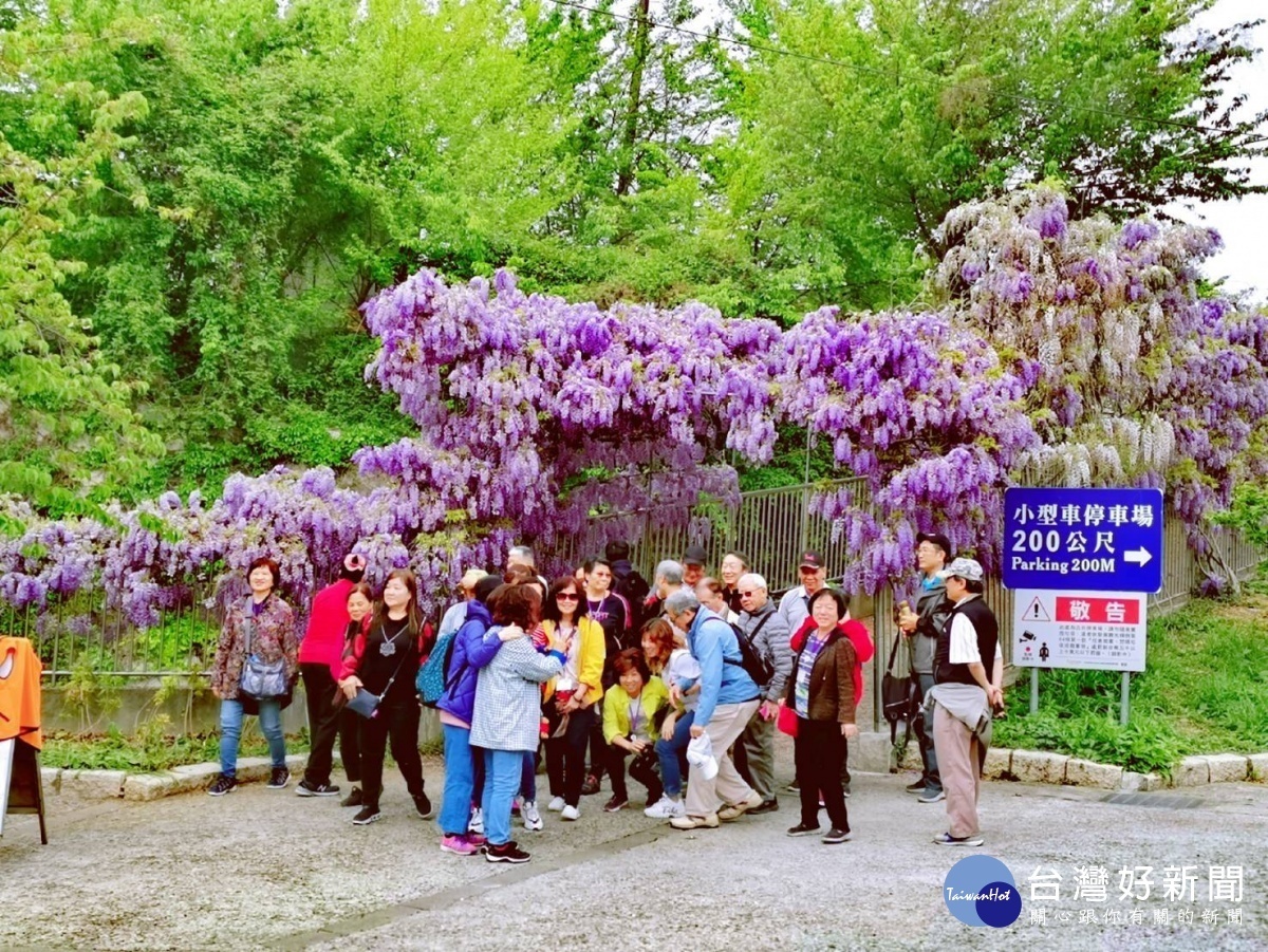 大梨山紫藤花爆開  連假上山漫遊夢幻紫色山城