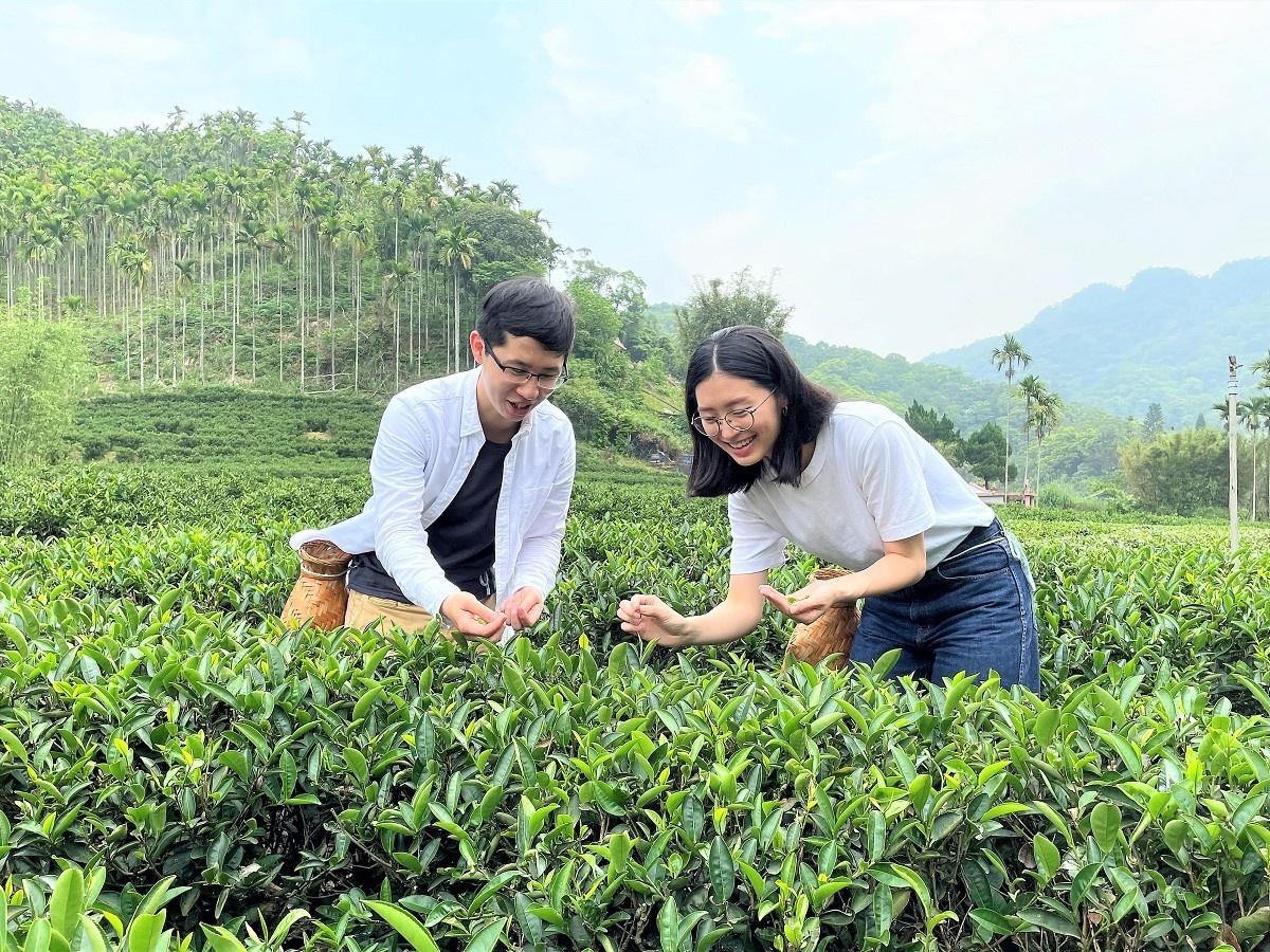 「陶茶之旅」穿梭茶圖尋覓一心二葉採菁的感動