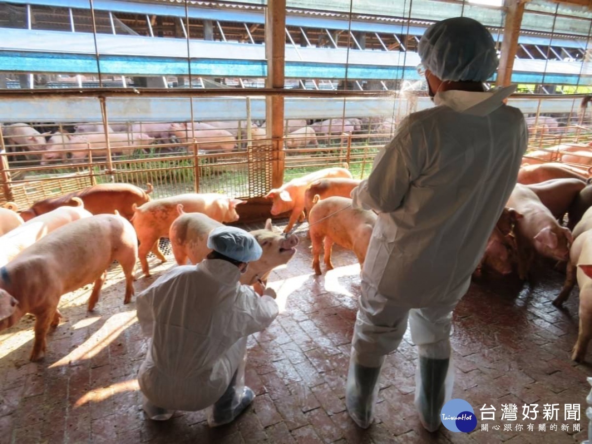 新北海漂豬驗出非洲豬瘟，嘉義縣呼籲豬農全面警戒／陳致愷翻攝