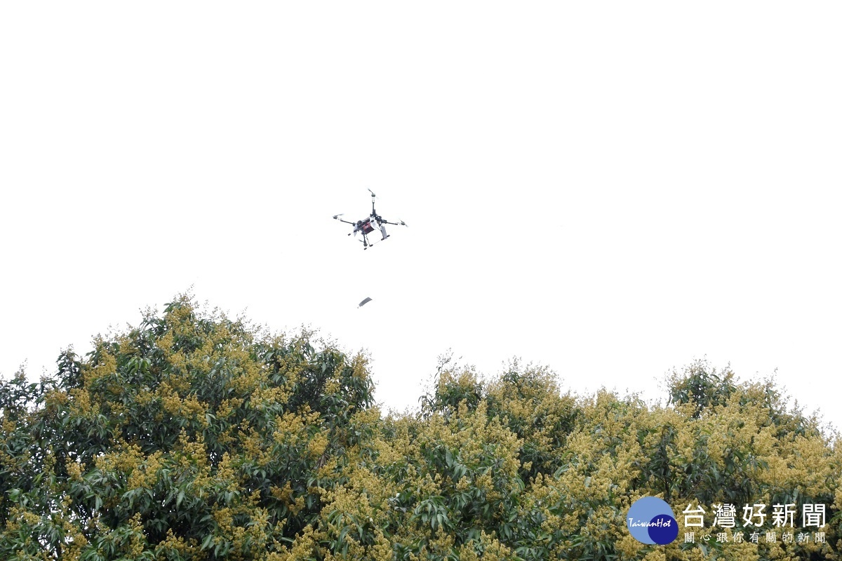 無人機空投釋放平腹小蜂的情形。圖／記者鄧富珍攝