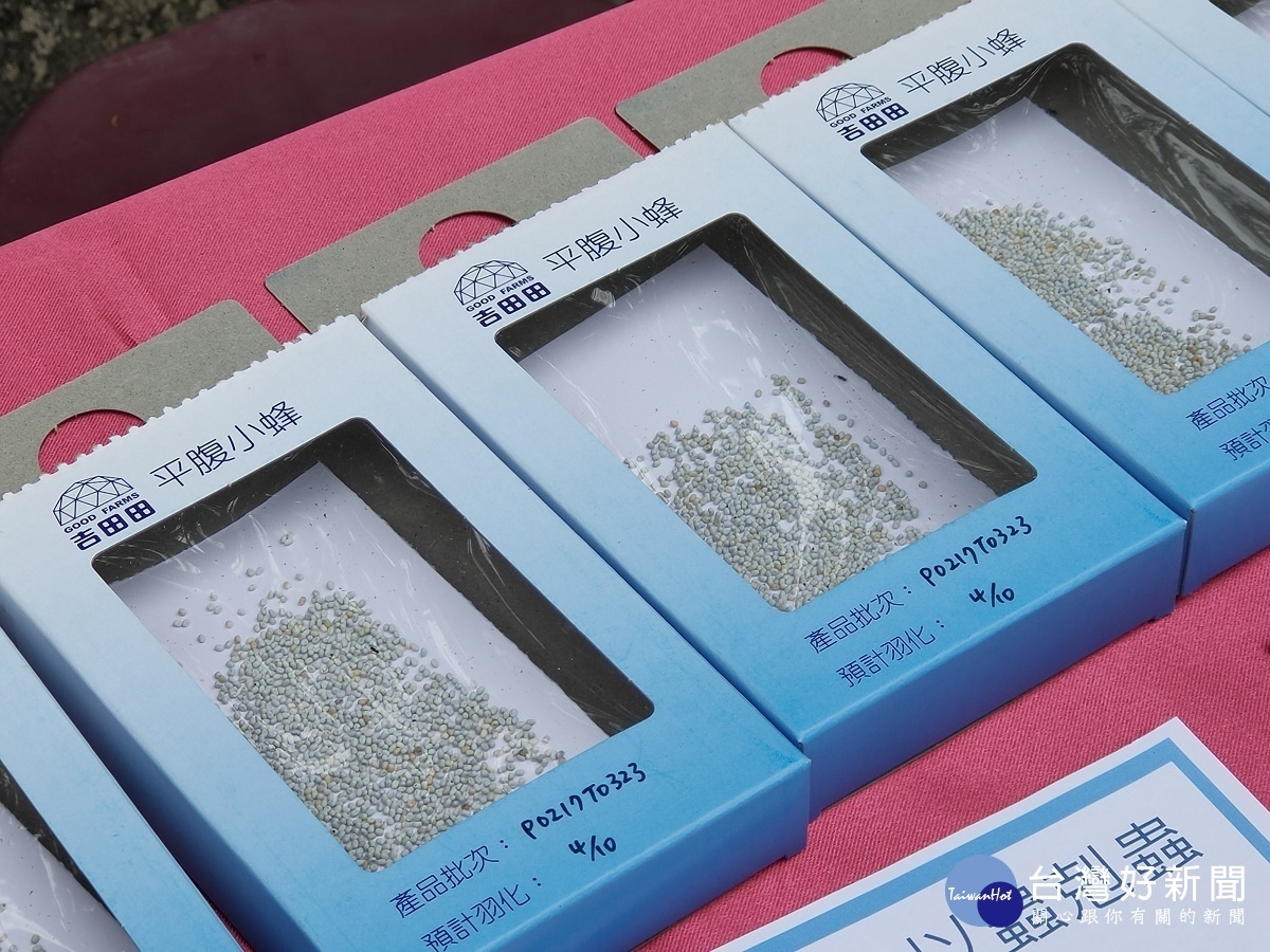 平腹小蜂卵騙。圖/記者鄧富珍攝