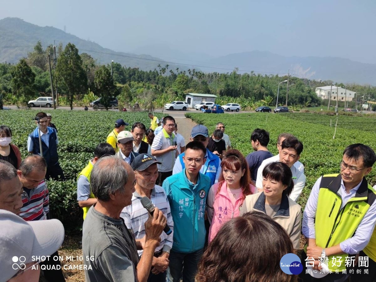 茶農向蔡執行長及陳主委報告茶葉受損狀況。