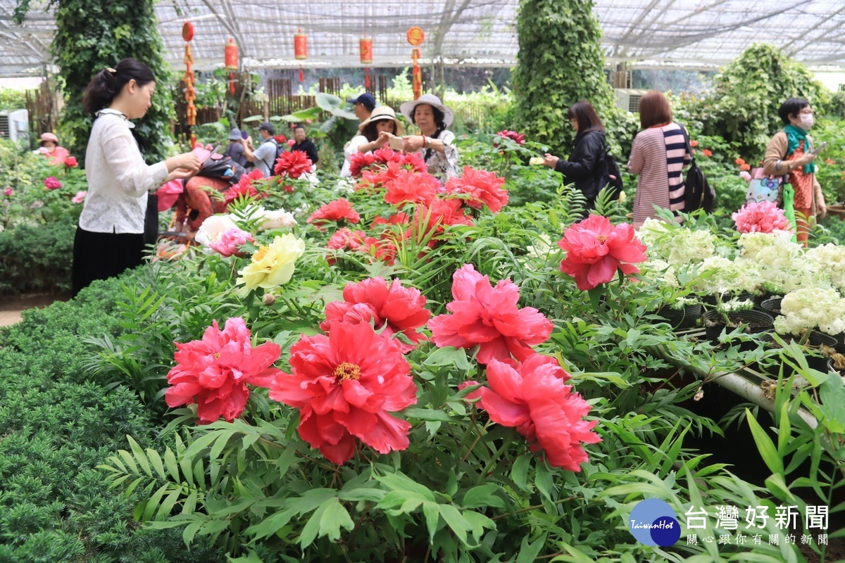 牡丹花海色彩繽紛花朵碩大無比。（記者扶小萍攝）