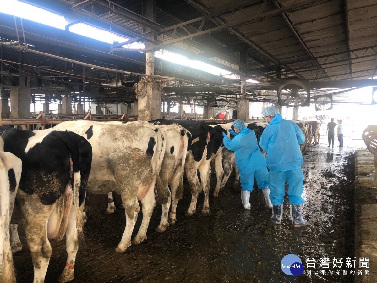 嘉義縣完成全縣牛場疫調,並在飼養密集區進行全面消毒/陳致愷翻攝