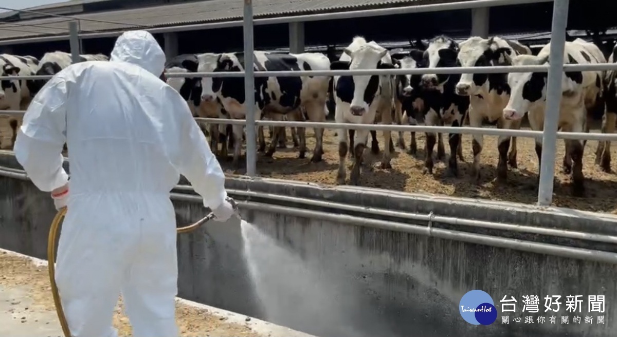 嘉義縣完成全縣牛場疫調,並在飼養密集區進行全面消毒/陳致愷翻攝