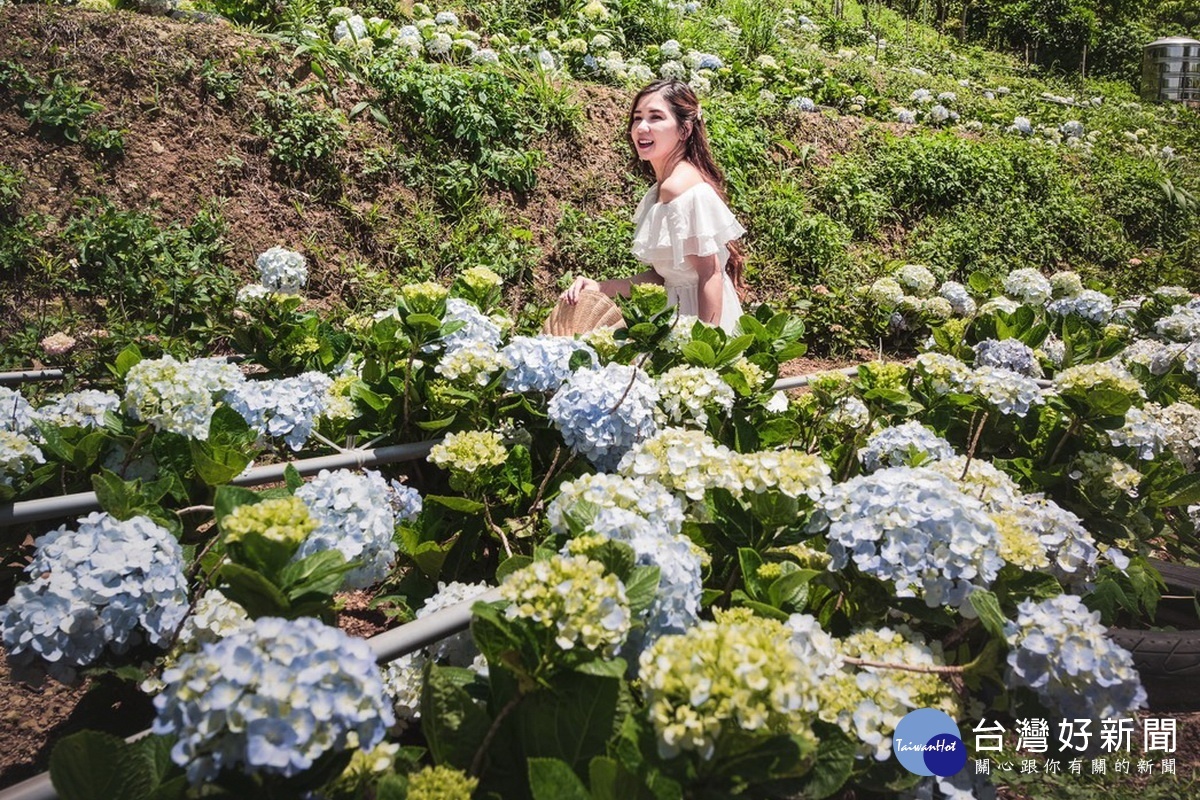 第一屆桃園繡球花季現場繡球花盛開令人驚艷。