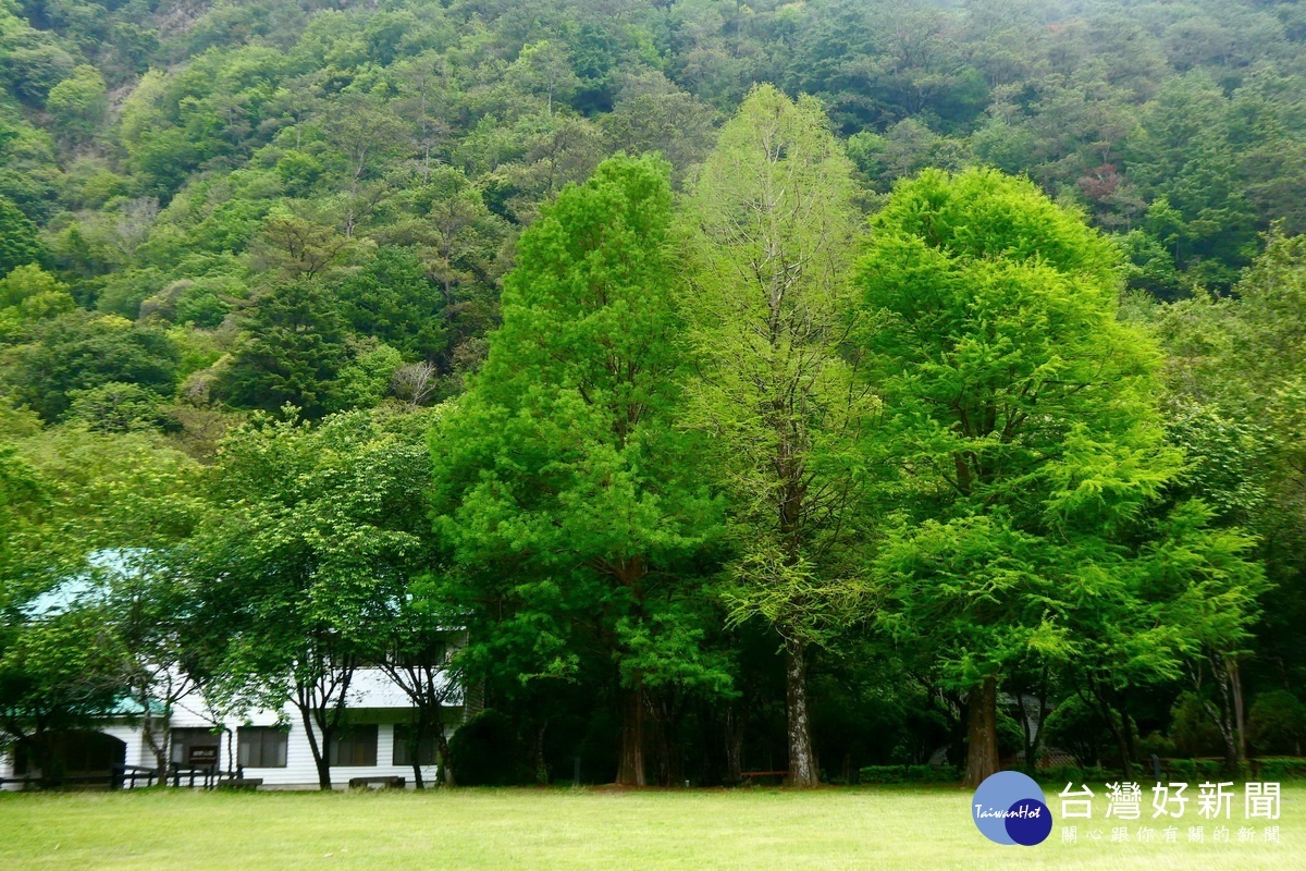 落羽松呈現另番風情。(南投林管處提供)