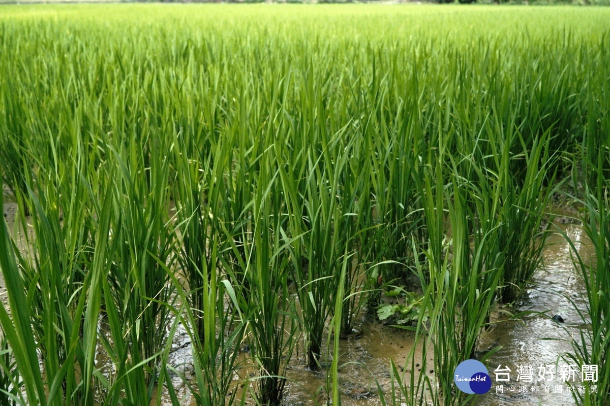 桃園市政府水務局運用魚管處滯洪池工程地下伏流水，提供給鄰近的耕地進行灌溉緩解農作乾渴之苦。