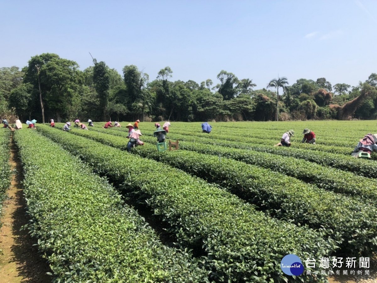 採茶師傅以手工採摘一心二葉茶菁(台茶12號)原料，供應選手製作東方美人茶