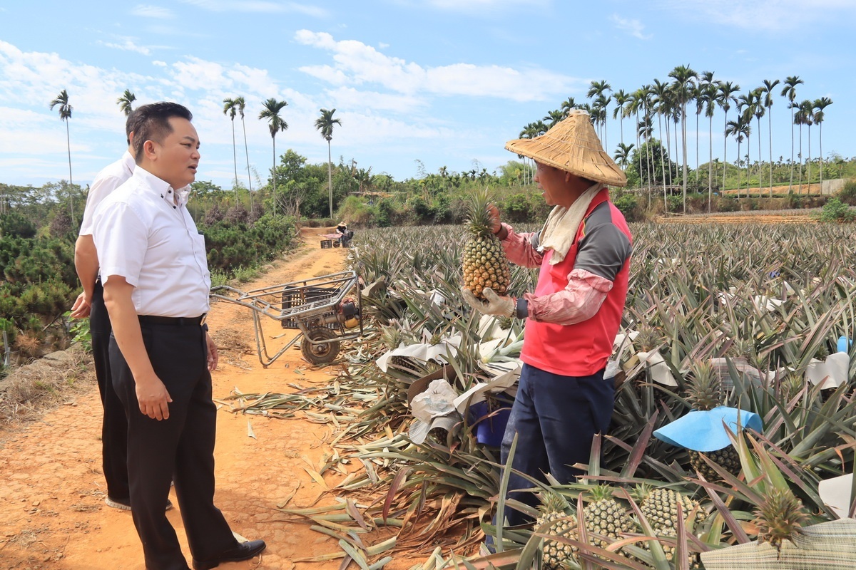 羅文進董事長向農友請教鳳梨種植採收。（記者扶小萍攝）