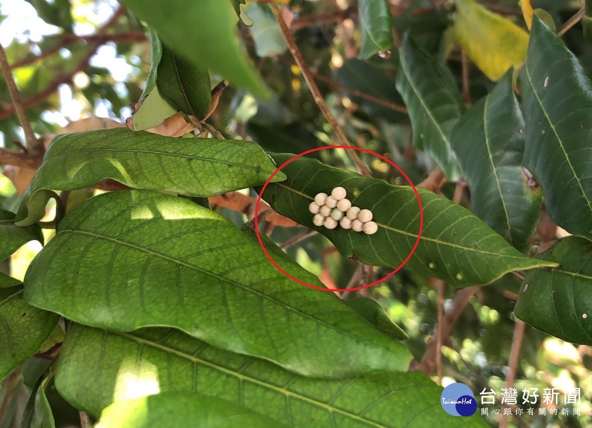 荔枝椿象危害 花蓮縣府宣導防治方法 | 蕃新聞
